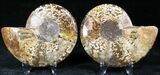 Polished Ammonite Pair - Million Years #22281-1